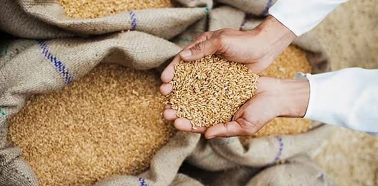 خیبرپختونخوا کے سرکاری گوداموں سے زہریلی گندم کی سپلائی کا انکشاف